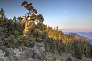 ancient-junipers-in-cascade-siskiyou-national-mon