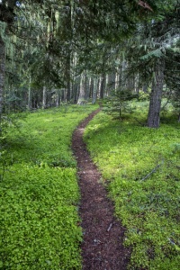 old-growth-forest-in-cascade-siskiyou-national-mon